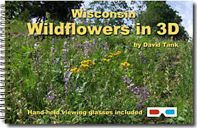Wisconsin Wildflowers in 3D cover